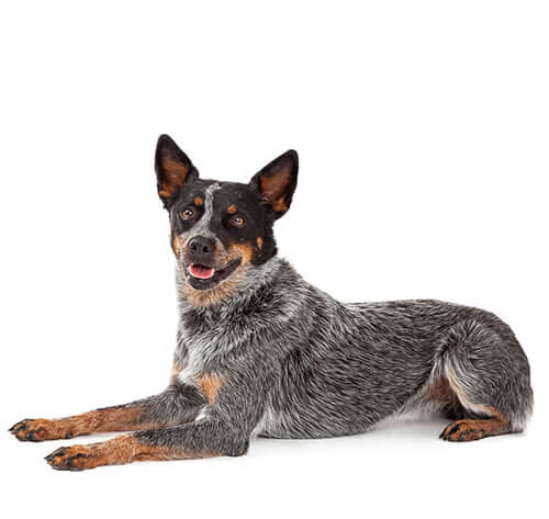 Dog Breeds Dog Breed Library Purina